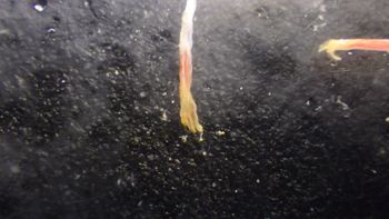 Media type: image;   Invertebrate Zoology 153512 Description: live specimen;